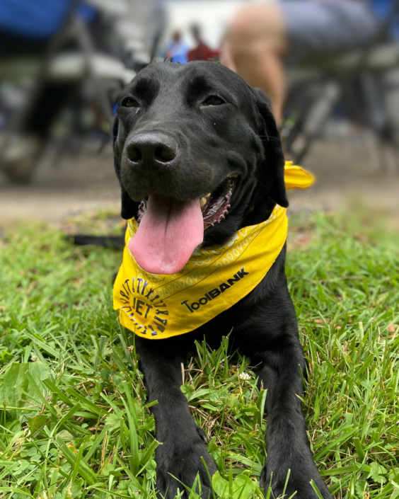 Jet the Dog